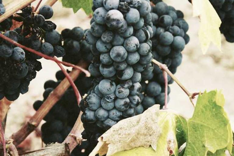 Uganda’s Election Day Blackout