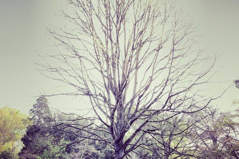 Infant Shot in NYC Pram