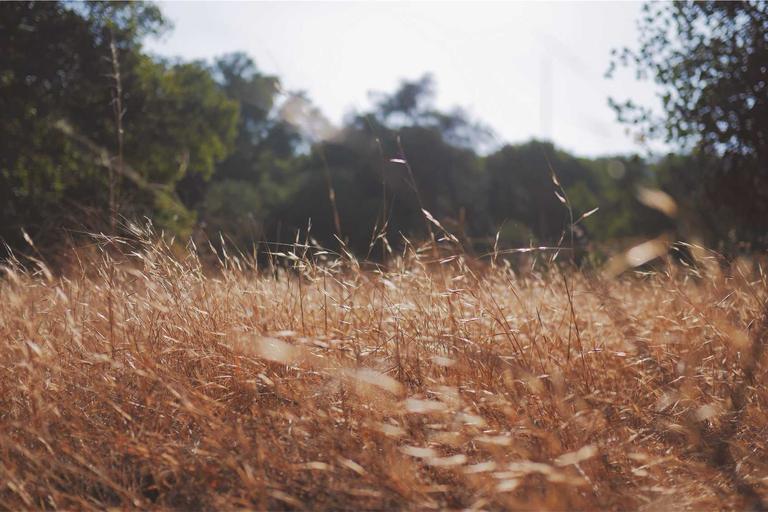 Daim's Sons Appeal; PAS Refutes Coup Rumour