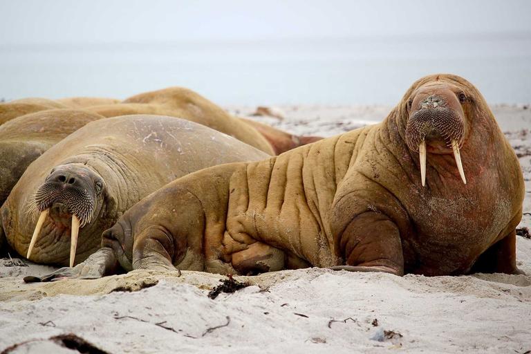 Tragedy Strikes at Rottnest Island Shark Attack